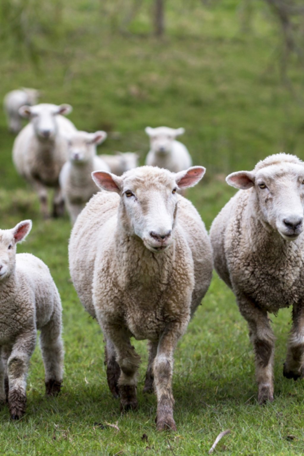Why We Choose Wool for Rugs