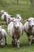 Why We Choose Wool for Rugs