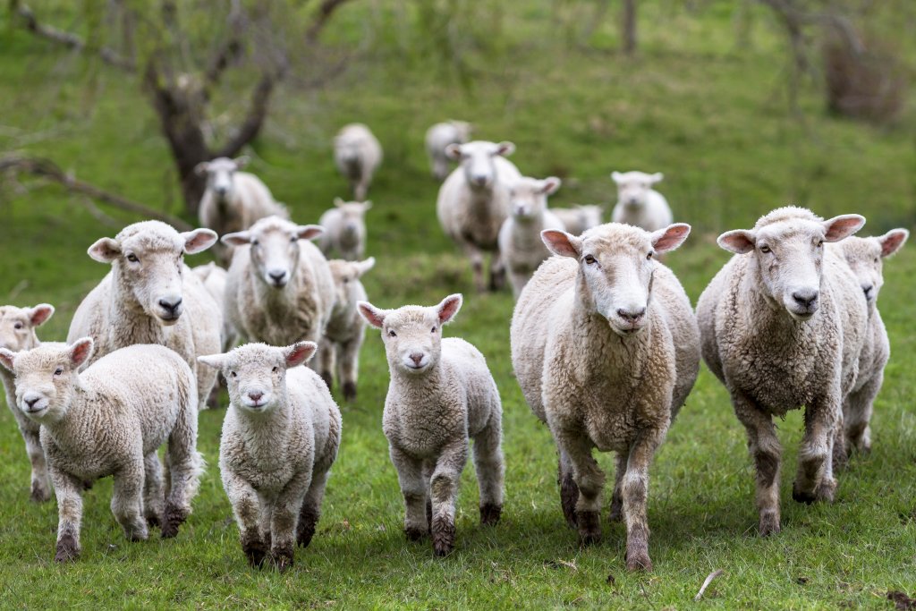 Why wool is the best fibre for rugs